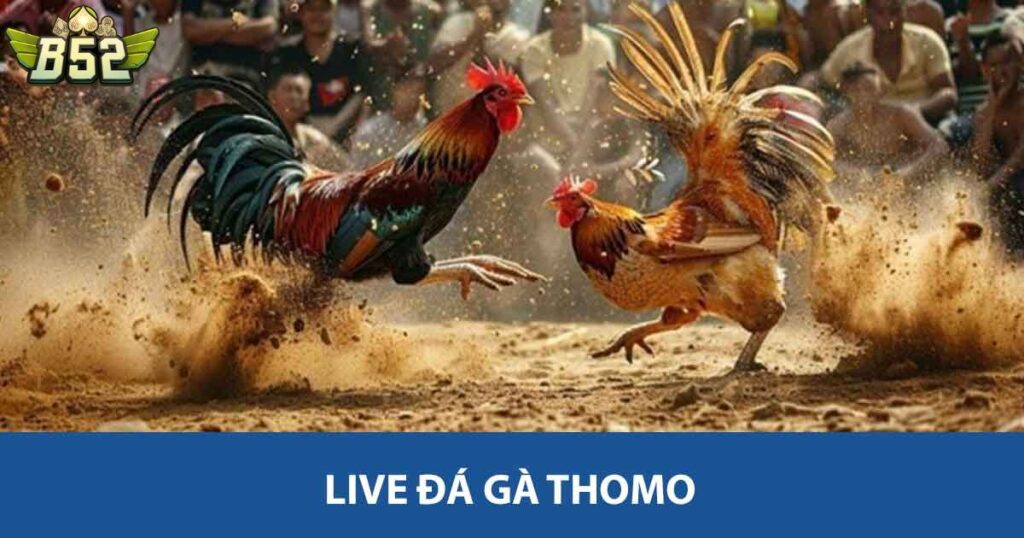 Live đá gà Thomo