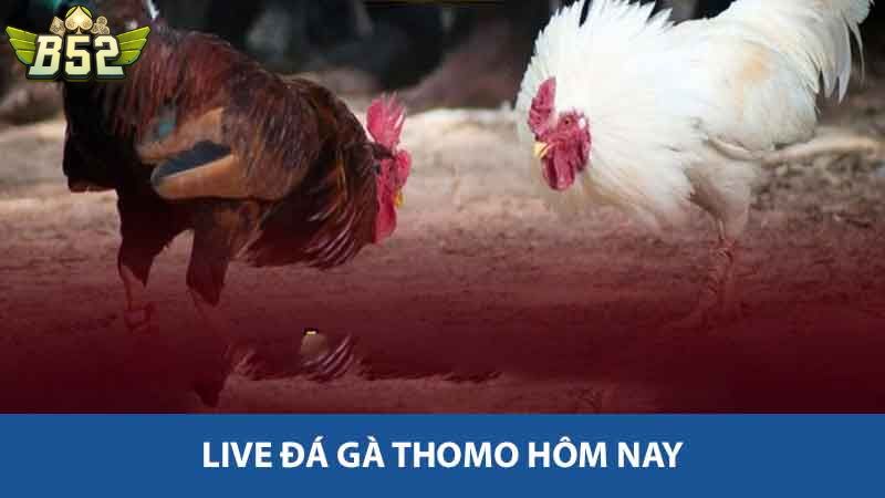Live đá gà Thomo hôm nay