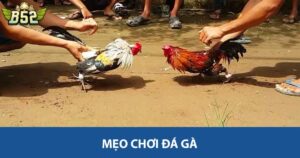 Mẹo chơi đá gà