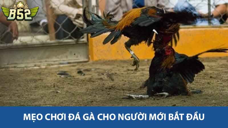 Mẹo chơi đá gà cho người mới bắt đầu